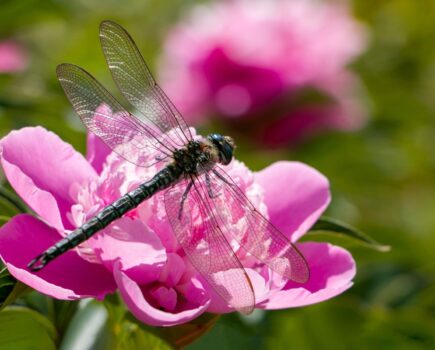 Getting to know dragonflies