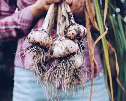 Three great garlic recipes