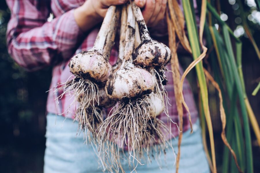 Three great garlic recipes