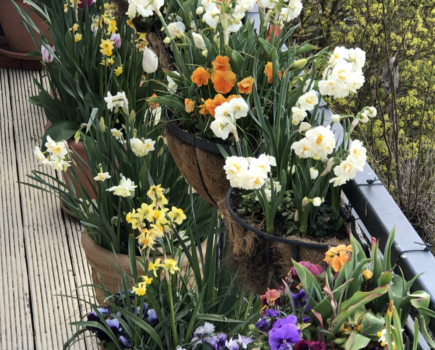 Easy bulbs for a sensational spring flower display