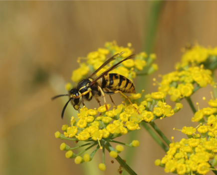 Getting to know wasps