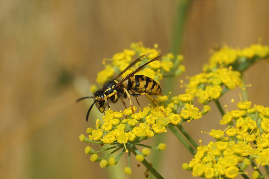 Getting to know wasps