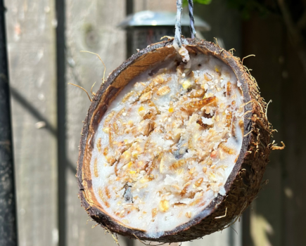 How to make a DIY coconut bird feeder