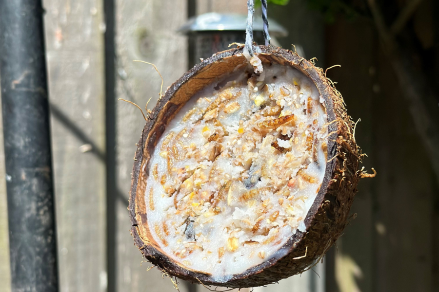 How to make a DIY coconut bird feeder