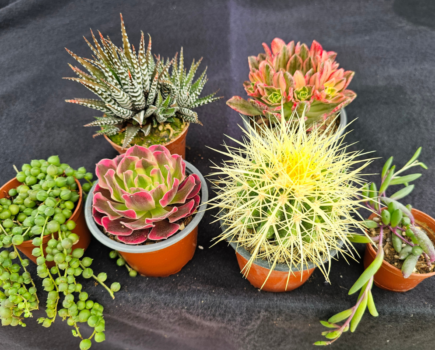 Easy cacti and succulents