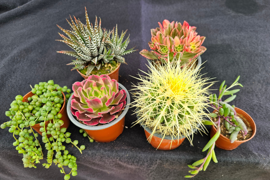 Easy cacti and succulents