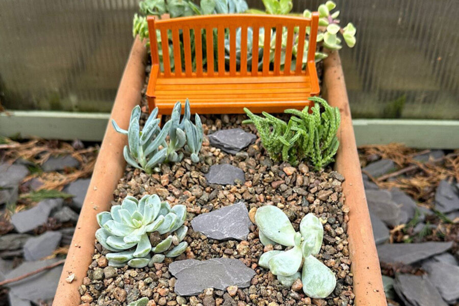 How to build a sensational succulent garden