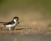 Bird of the month – the house martin