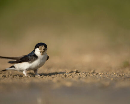 Bird of the month – the house martin
