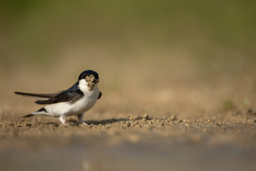 Bird of the month – the house martin