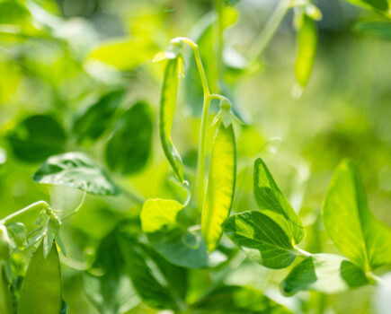 How to have the pick of the peas
