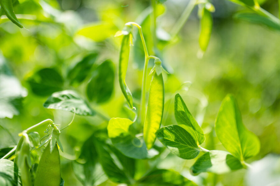 How to have the pick of the peas