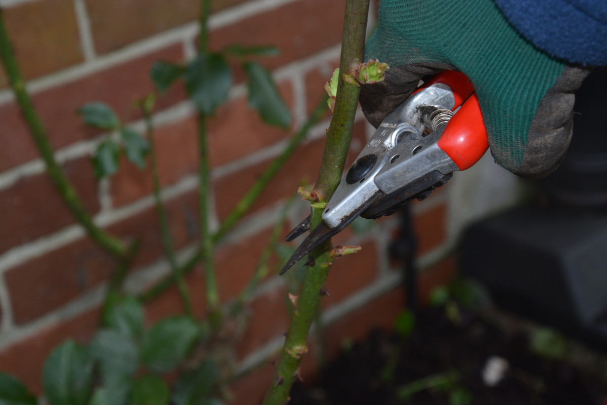 Looking after roses in winter - Amateur Gardening