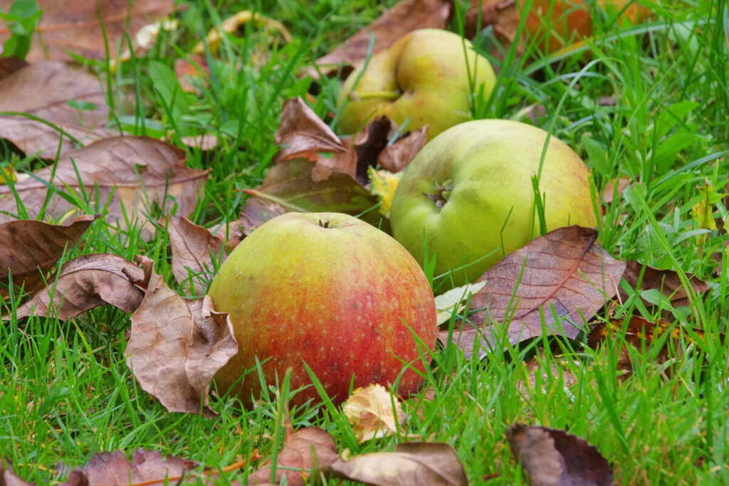 5 ways to feed garden birds for free - Amateur Gardening