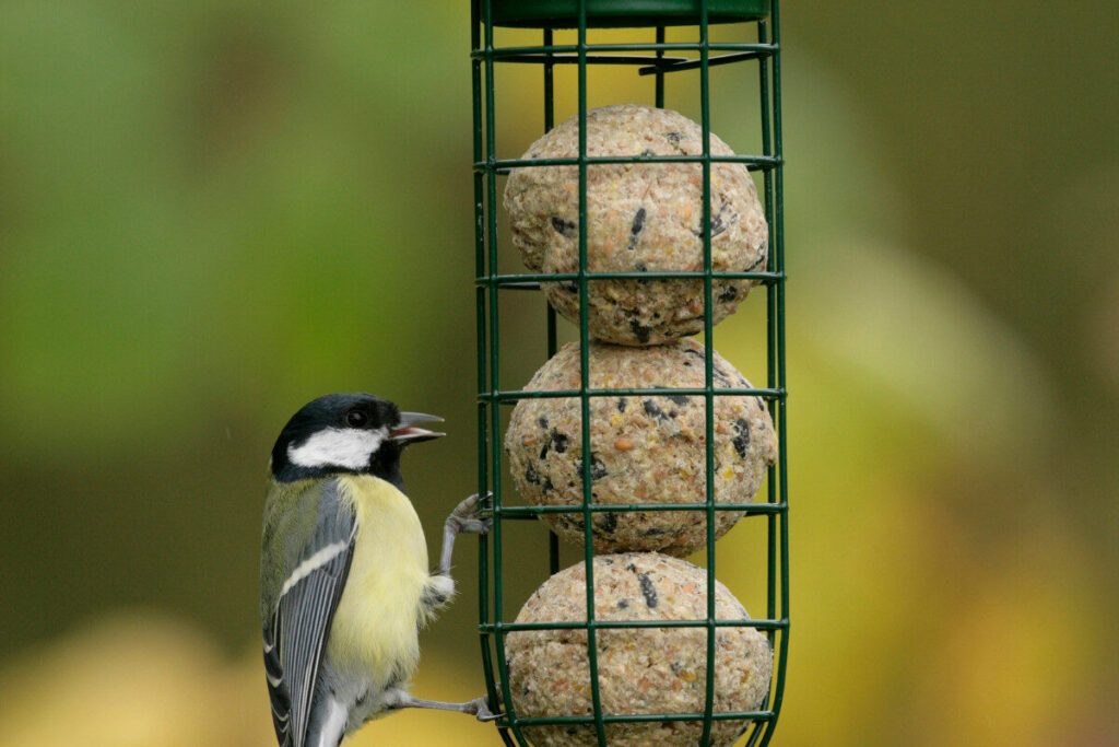 How to feed garden birds safely - Amateur Gardening