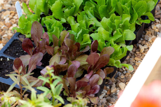 How to help young plants thrive outdoors - Amateur Gardening