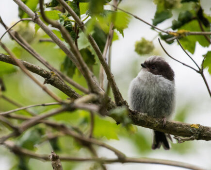 How to help fledglings