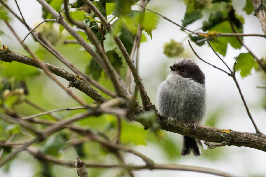 How to help fledglings