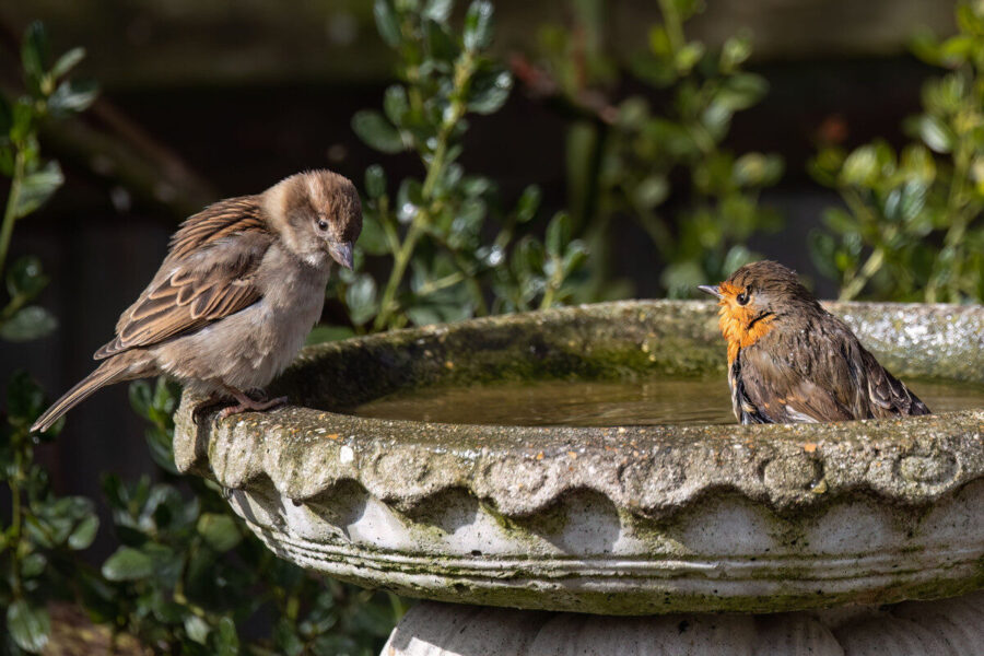 5 ways to feed garden birds for free - Amateur Gardening