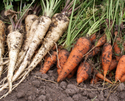 Four of the best root vegetables to grow