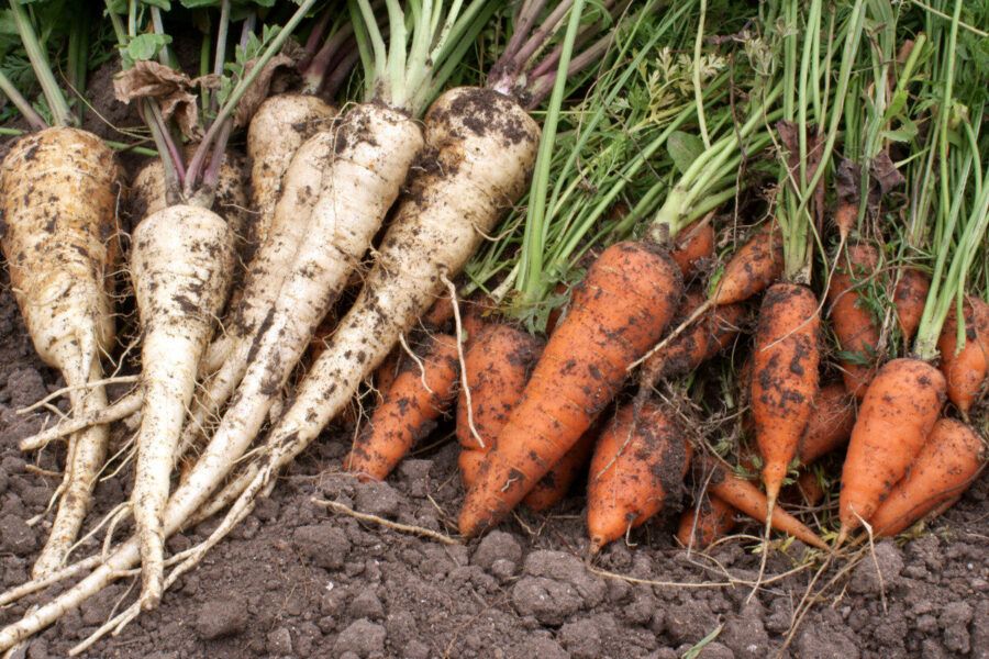 Four of the best root vegetables to grow