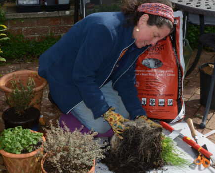 Keeping potted herbs in good condition