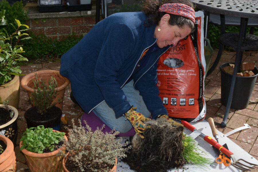Keeping potted herbs in good condition