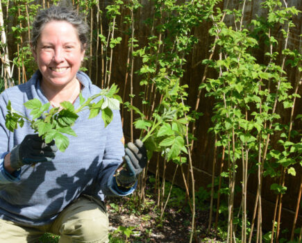 Making the most of runaway raspberries