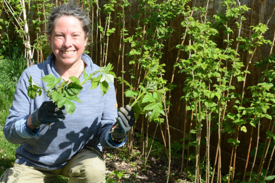 Making the most of runaway raspberries