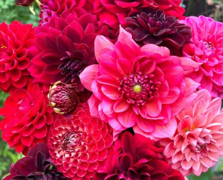 How to keep on top of dastardly dahlia damagers