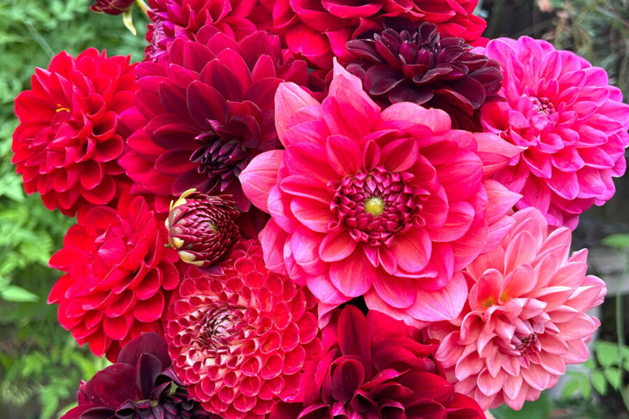 How to keep on top of dastardly dahlia damagers