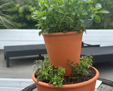 Make your own thrifty terracotta herb planter