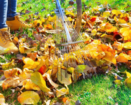 How to make your own leaf mould