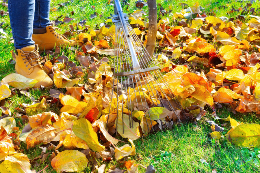 How to make your own leaf mould