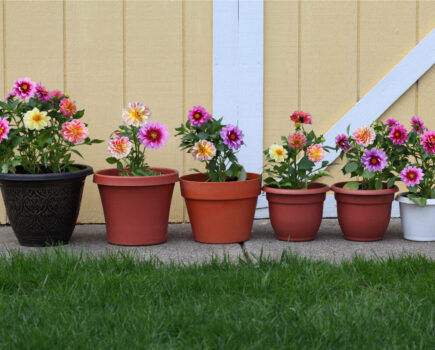 The perfect dahlias for pots