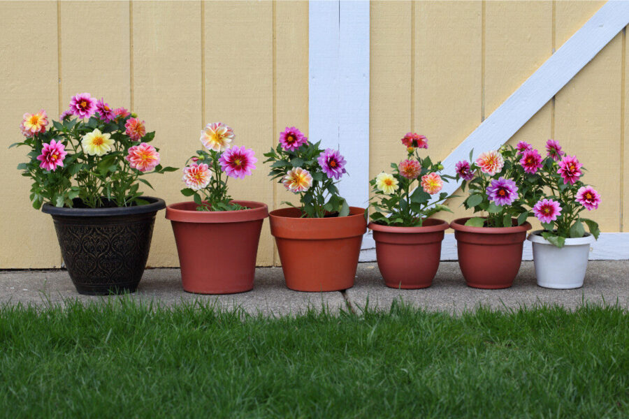 The perfect dahlias for pots