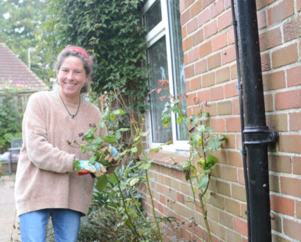 Looking after roses in winter