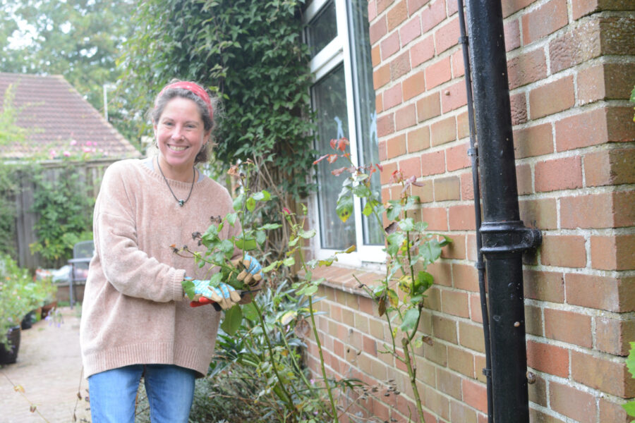 Looking after roses in winter