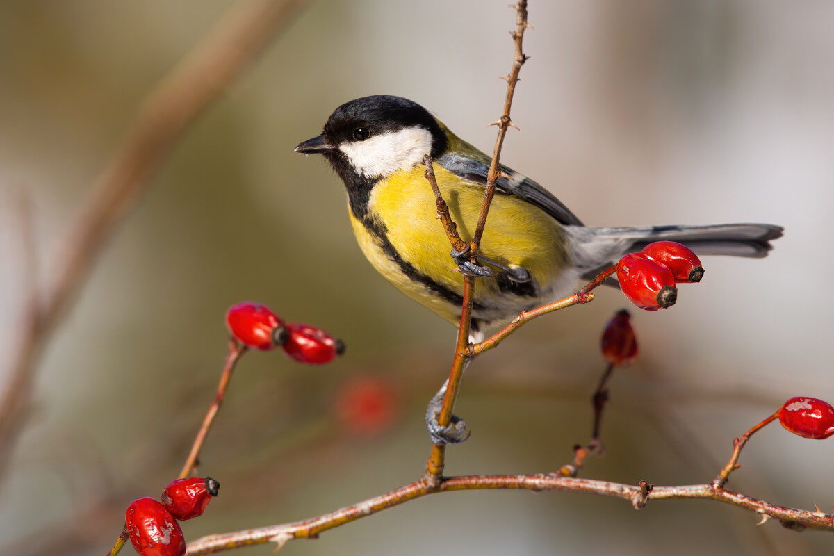 5 ways to feed garden birds for free - Amateur Gardening