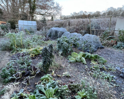 Winter veg hummus and perennial root recommendations