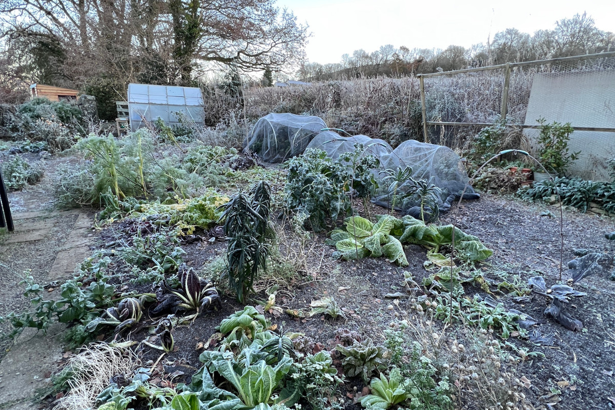 Winter veg hummus and perennial root Amateur Gardening