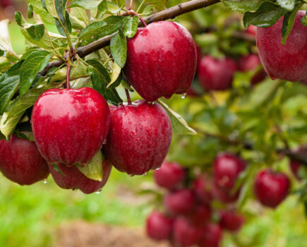 How to grow your own mini orchard