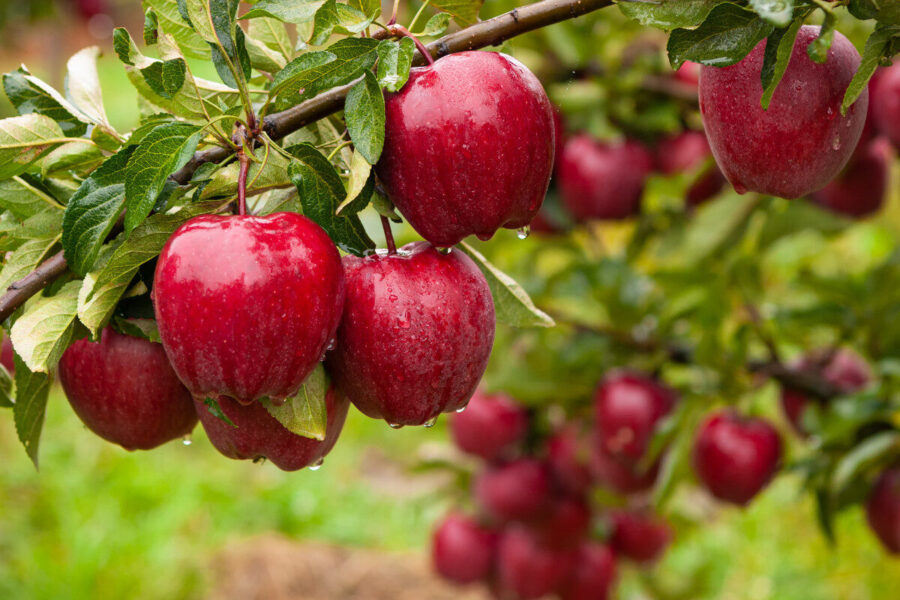 How to grow your own mini orchard