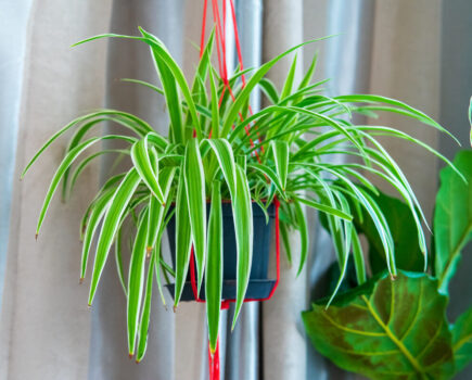 How to make a simple hanging planter