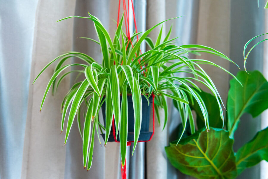 How to make a simple hanging planter