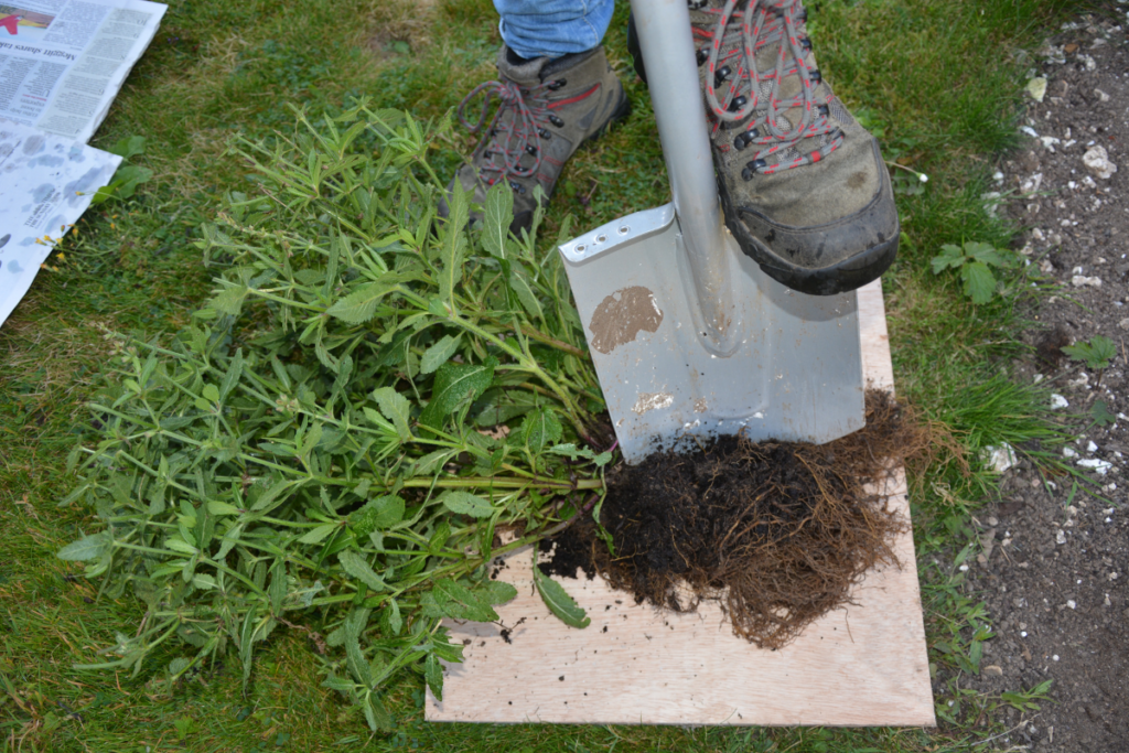 Split Planting How to keep plants healthy by dividing - Amateur Gardening
