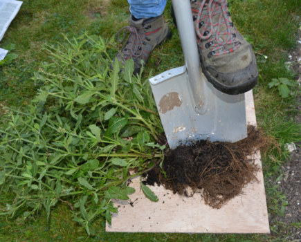 How to keep plants healthy by dividing