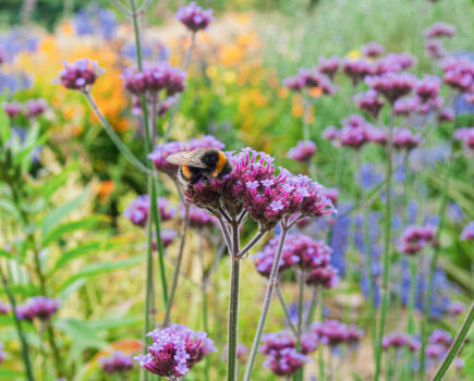 How to create a pollinator paradise