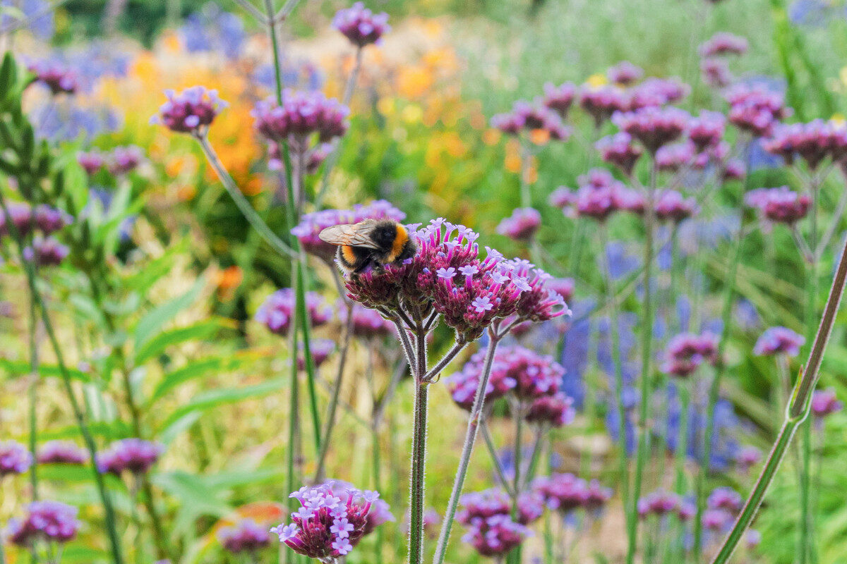 How to create a pollinator paradise - Amateur Gardening