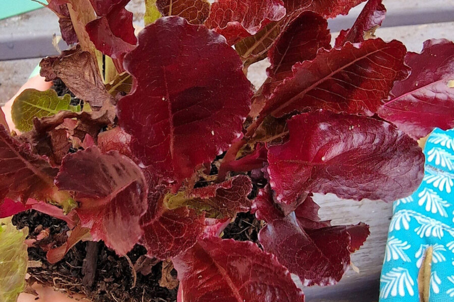 How to grow wonderful windowsill edibles - Amateur Gardening